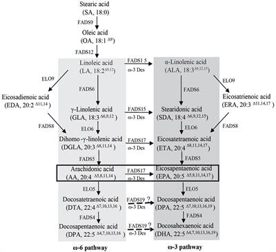 Application of a ω-3 Desaturase with an Arachidonic Acid Preference to Eicosapentaenoic Acid Production in Mortierella alpina